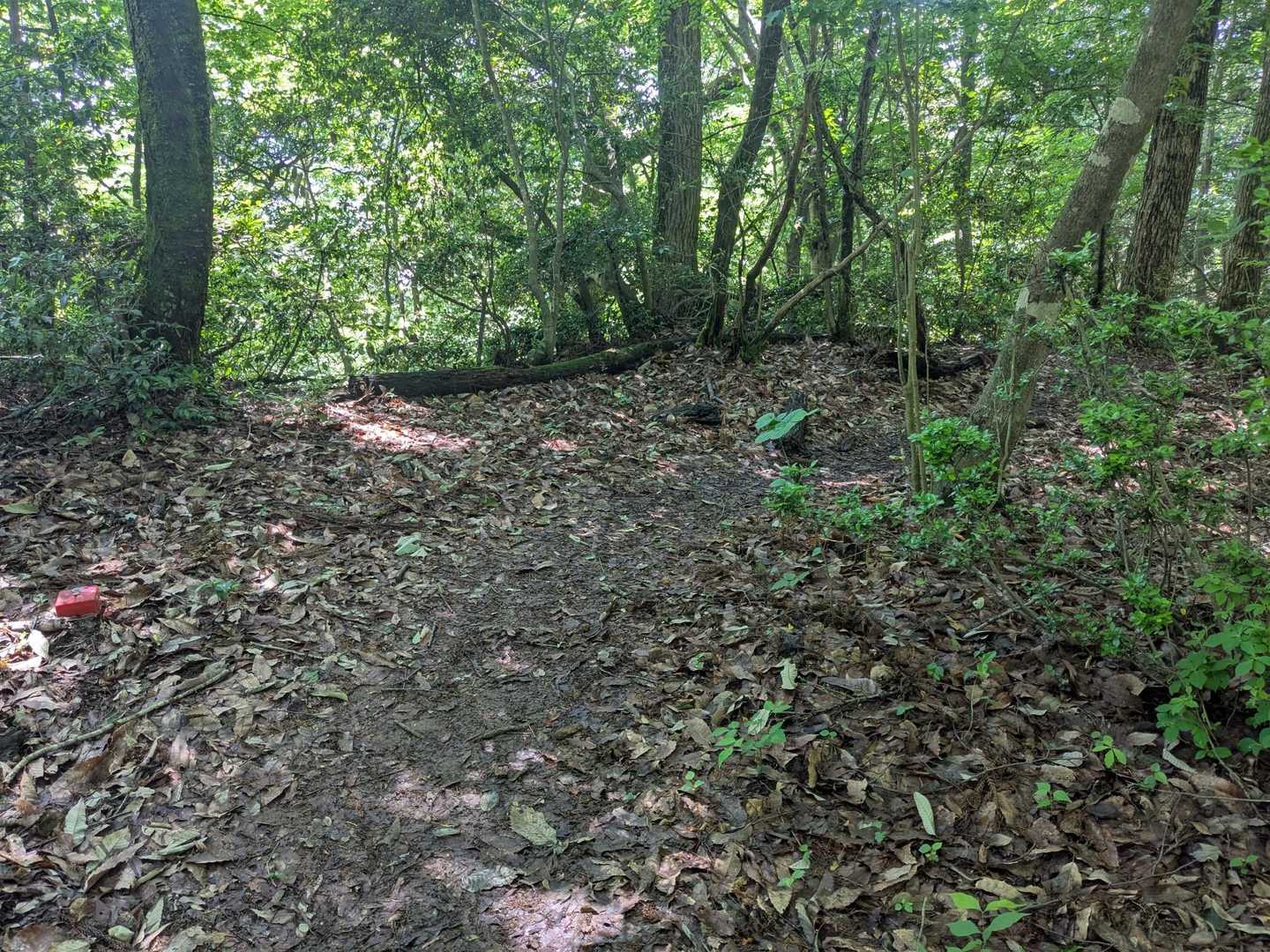 橋立山を出てから15分。
これまでほぼ真っすぐ尾根道をたどってきましたが、ここで右折します。
まぁ右折する道しか無いので大丈夫です😊
以前は左にも行けたので迷いましたが、今は左は藪の中😉