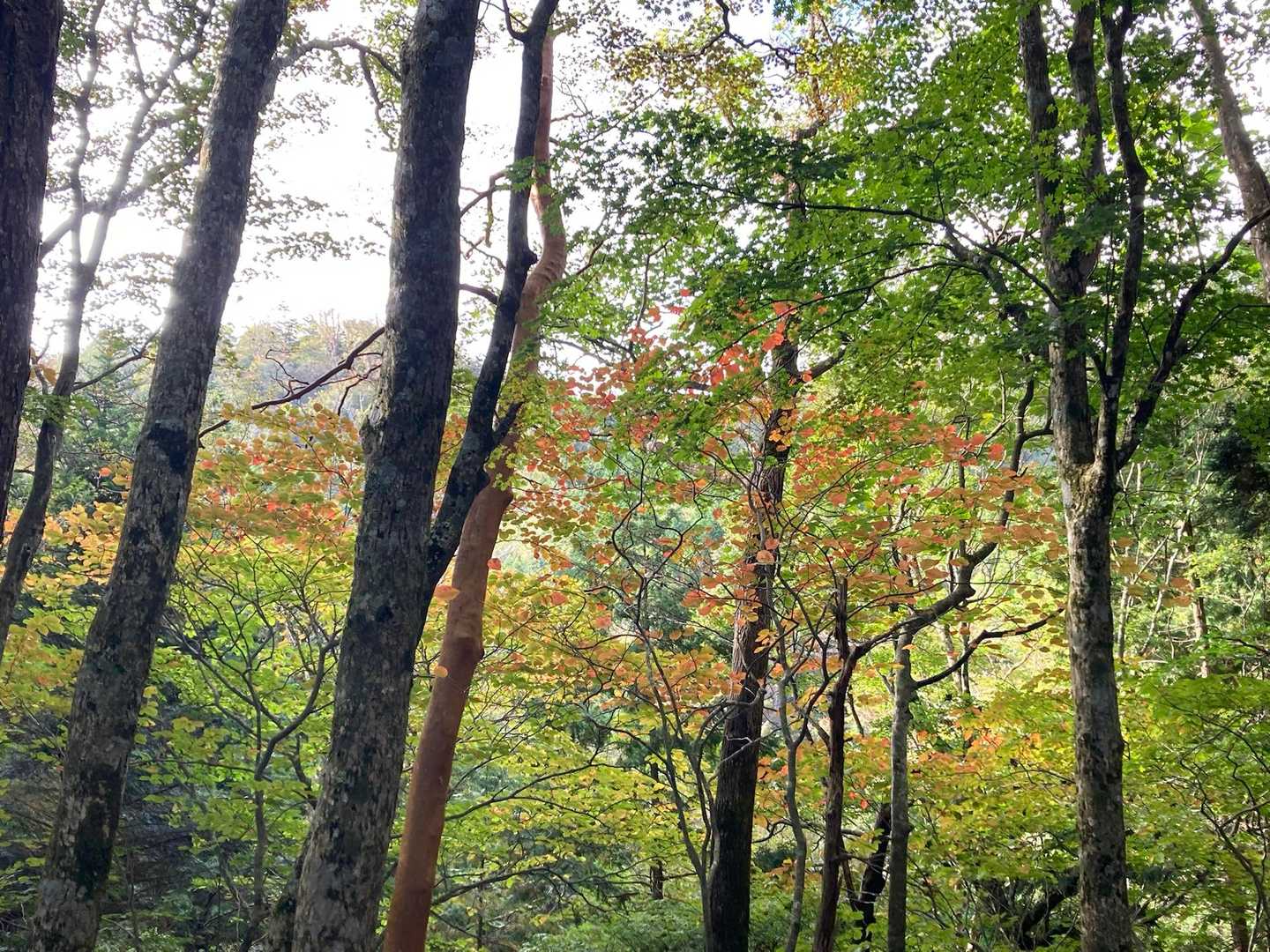 少し色づいてきている紅葉