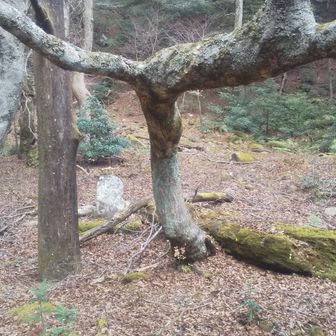 石碑が設置されている。
で、スケートをする”木”