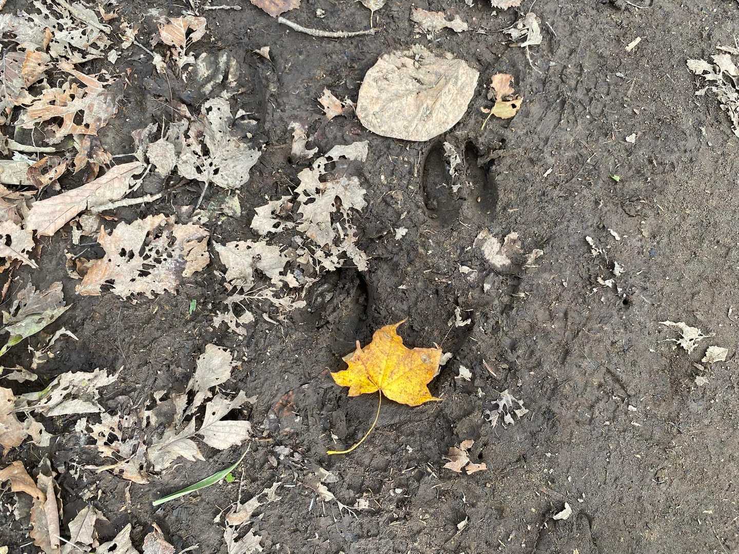 鹿