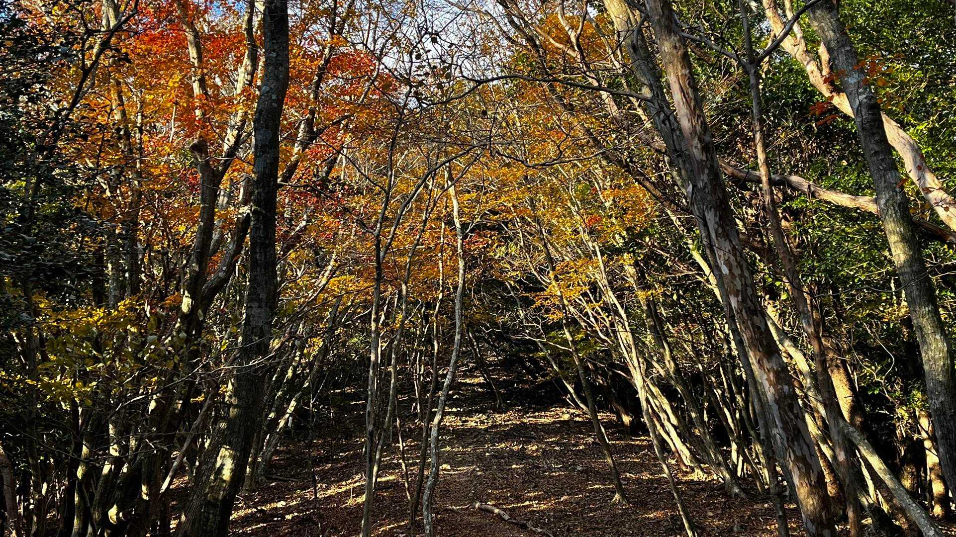 有明山 尾根道の様子
