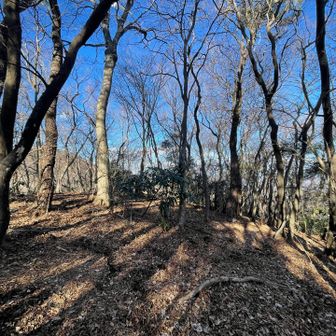 おつぎのピーク丸山、登山道なのかよく分からんとこ進んで、山頂なのかよく分からんとこに出ました🤣
