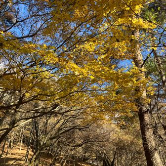 黄色いもみじ。