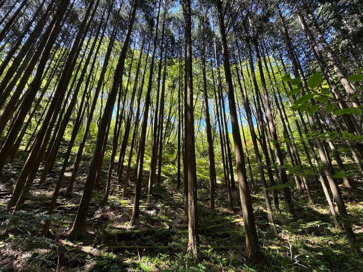下山に使ったこの道、素敵でした🌿