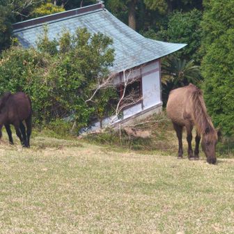 扇山、白蛇神社近くの岬馬。