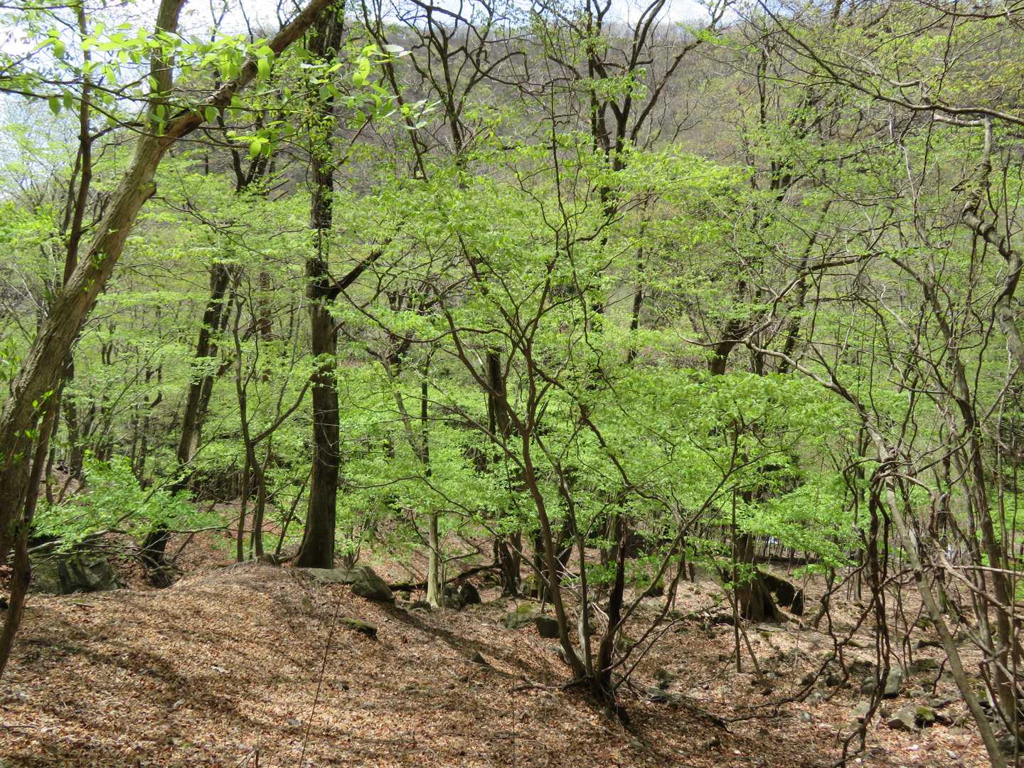 新緑が眩しい🌳