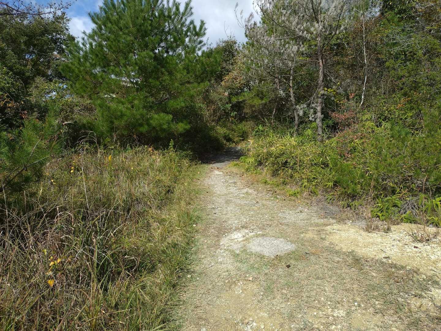 始めは楽々🏃