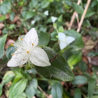 中央からフサフサの毛が生えてるのが特徴のトキワツユクサ🤍
🥀分からない花の名前はGoogle先生頼りにしています💁‍♀️