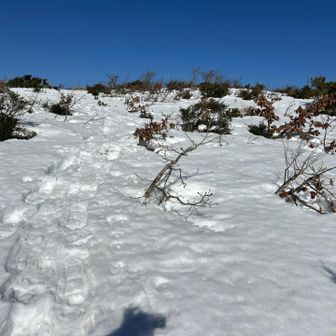 毛無山の斜面。
雪が少ないので藪が出ていて💦
トレース頼りに上ります🙇‍♀️