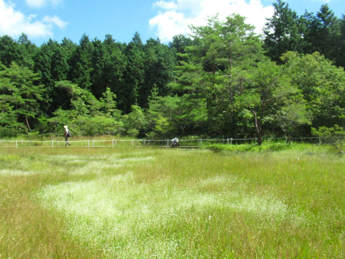 そして、白い絨毯となったのだ。見れましたー