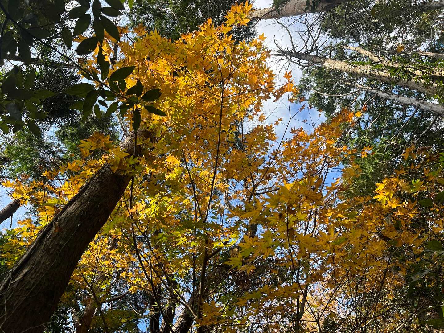大黒様-御殿山-鷹取山-宝篋塔山 往復コースの写真