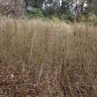 槇ノ尾山の地形図通り真っすぐに行くと？
なので回り込み撮影。
ここだけがこんなのが？元は池で沼地に変わっているかもしれない、と思い込み足すぐむ。