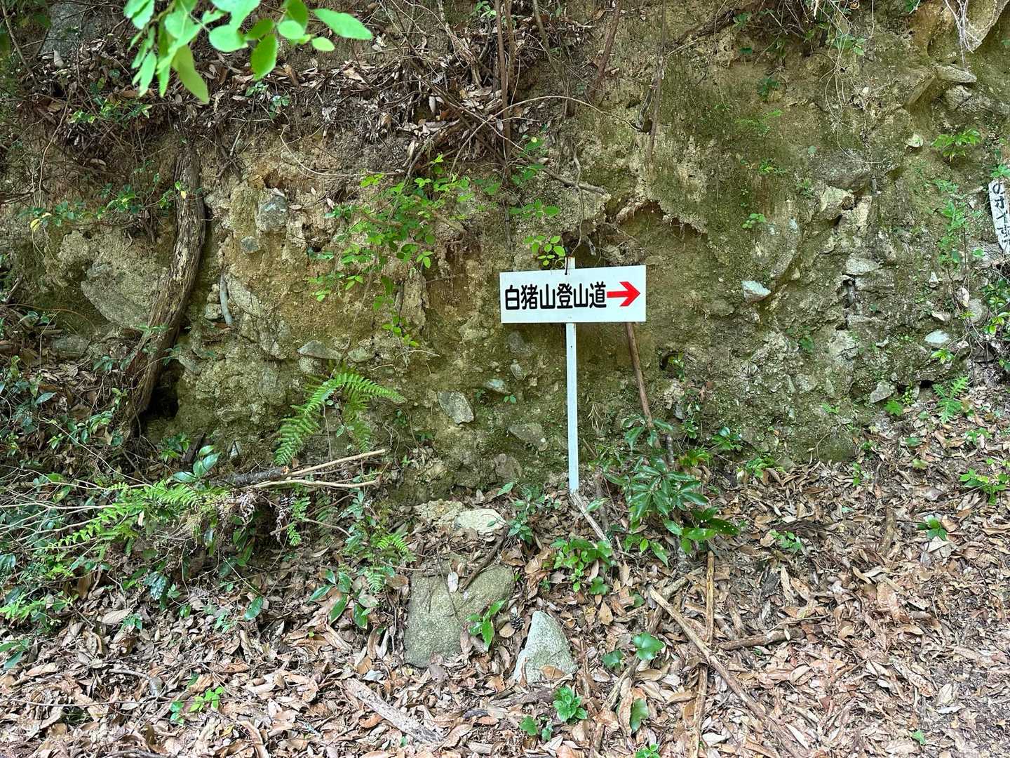 白猪山 周回コースの写真