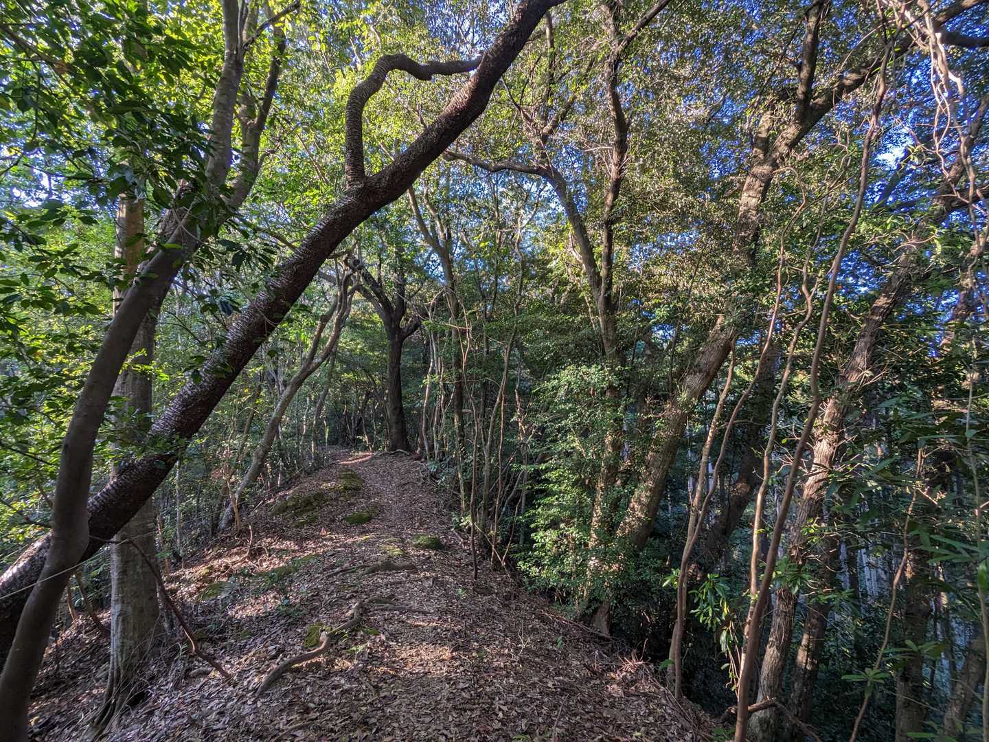 ベンチ-高房台-高房山 往復コースの写真