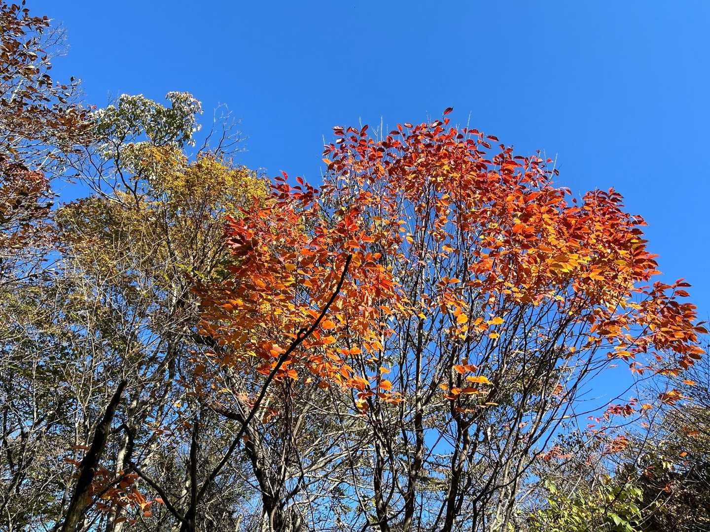 青空に映える🍁