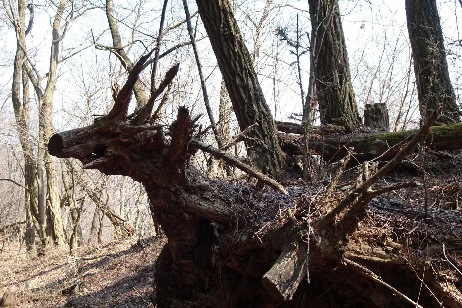 ドラゴン？
鹿？