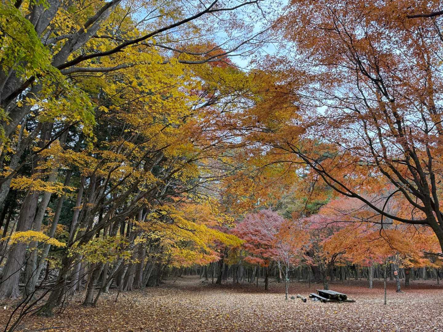 キャンプ場:
鮮やかな紅葉🍁