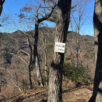 大沢ノ頭536m

そのまま進んでも下れるようでしたが、落ち葉のある急な下りが怖いので戻って分岐から。