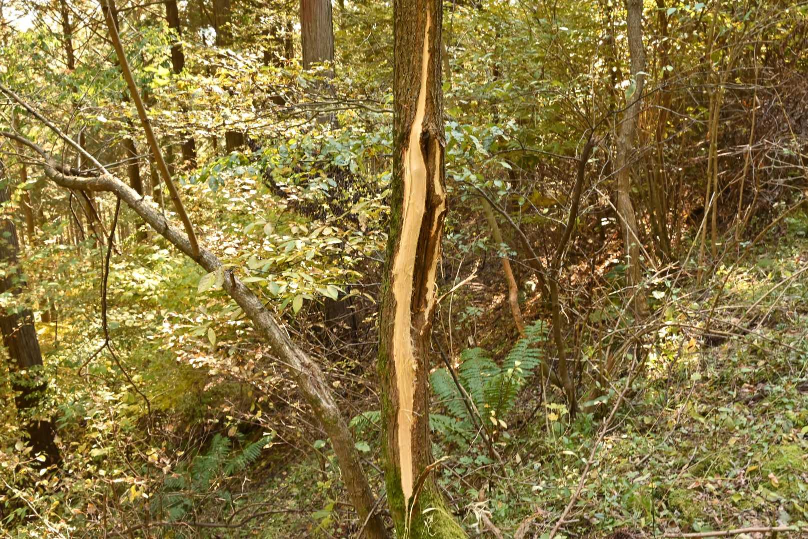 木の皮がはがされてる！熊のしわざか？