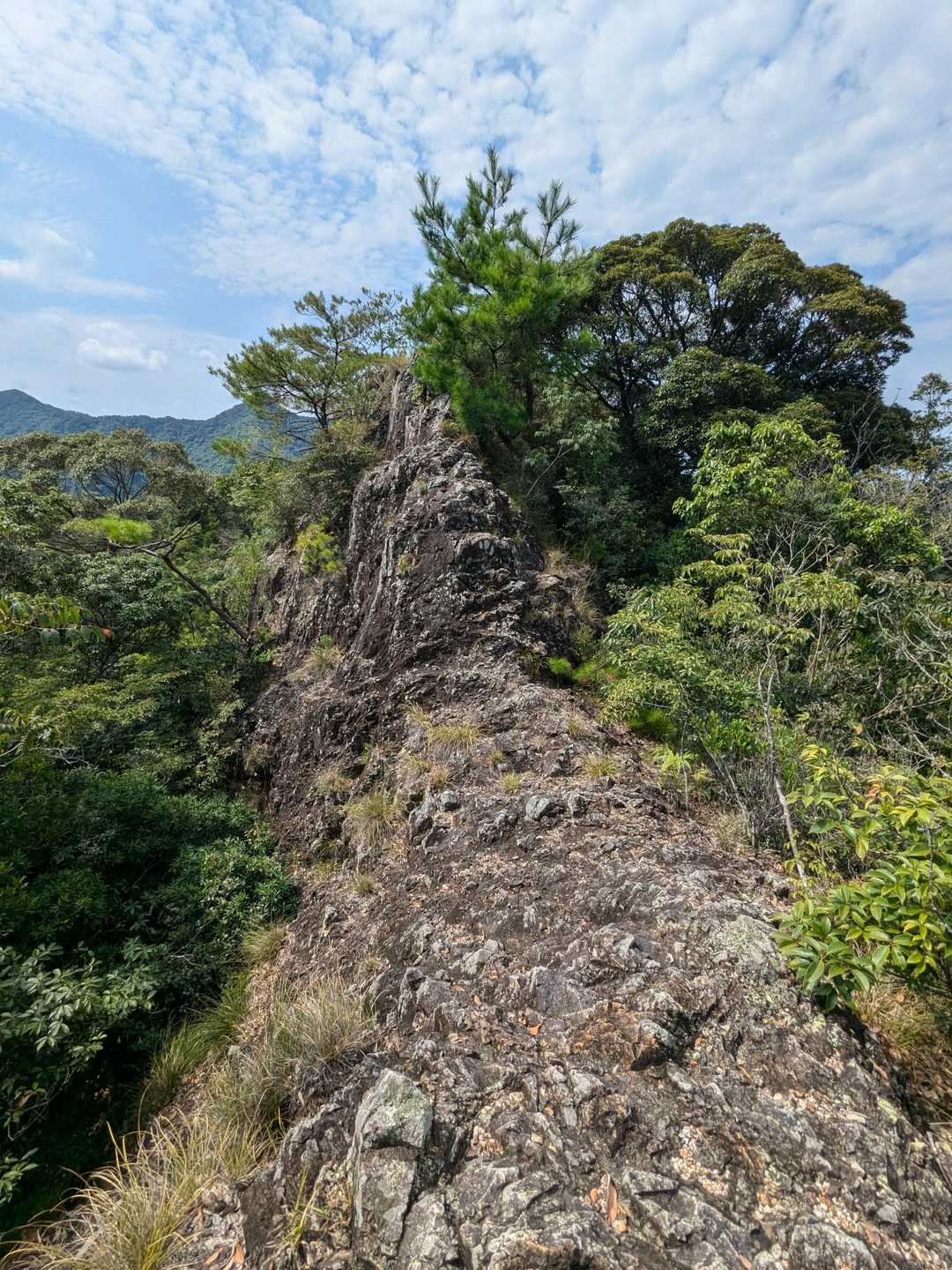 もう一つのナイフリッジ
草木が生茂っていたので引返しました😅