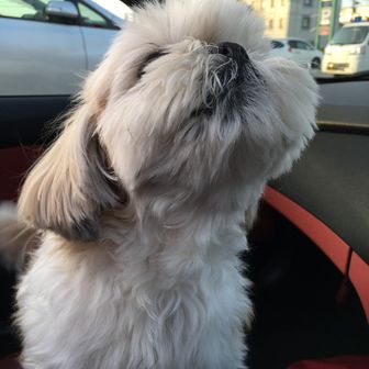 チョビのパパとママ