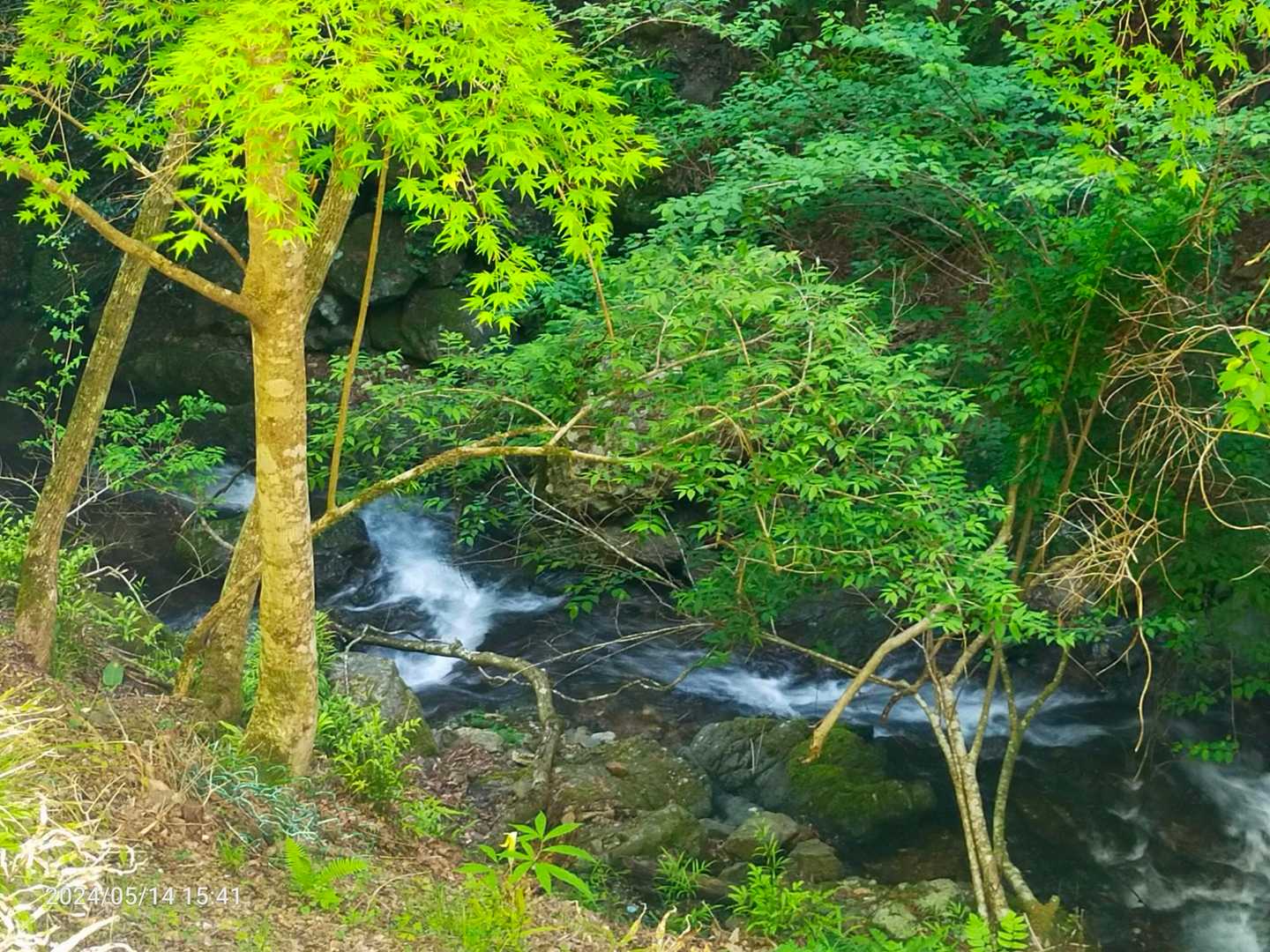 下にきれいな水の谷川
青もみじもきれいやけど、秋の紅葉の季節も良さそう