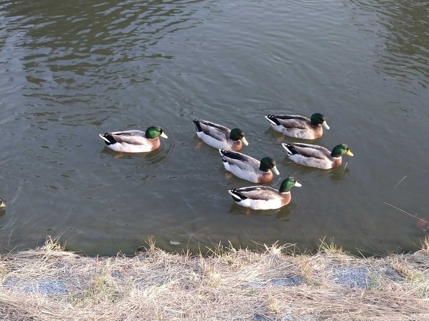 しばらくカモを撮りまくる🦆🦆🦆🦆
皿山公園にて
