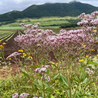 田代山や駒木立を望んでヒヨドリソウの集団