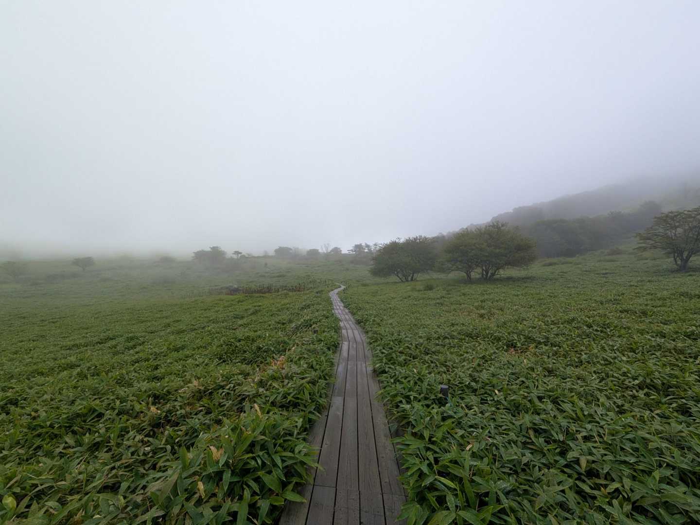 雨が止んだので出発
笹の中の木道を歩きます
たくさんの花を期待していたんだけど…
あまり無い