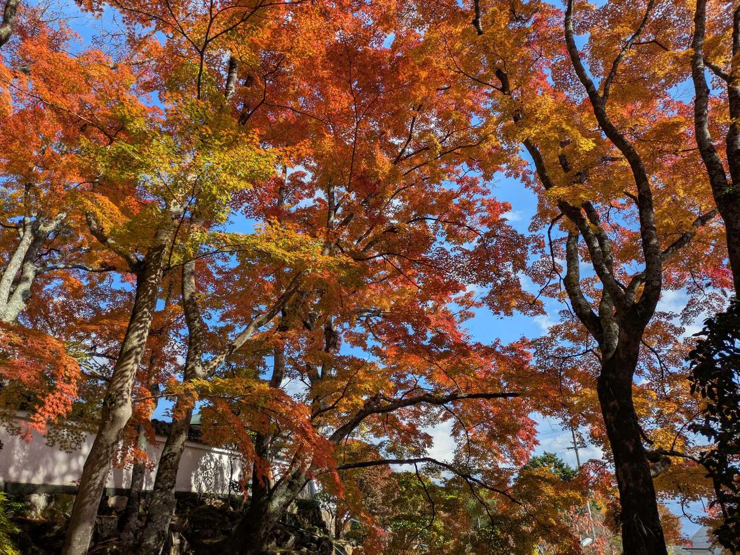 矢筈山・女体山登山口-女体山 (長尾） 往復コースの写真