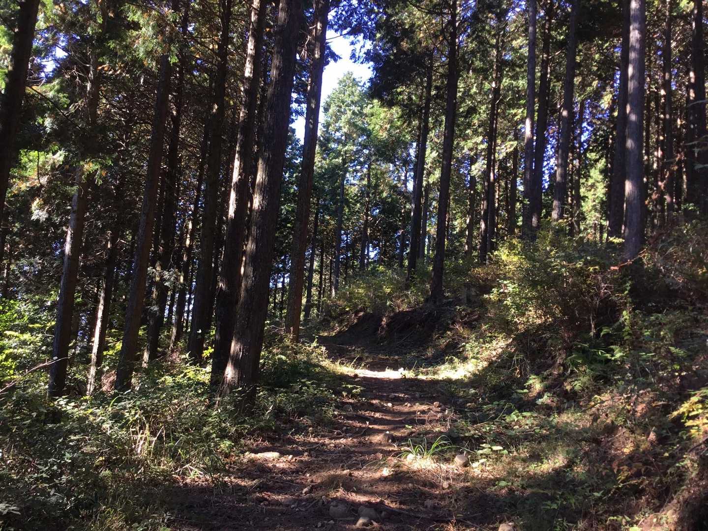 大将陣山 往復コースの写真