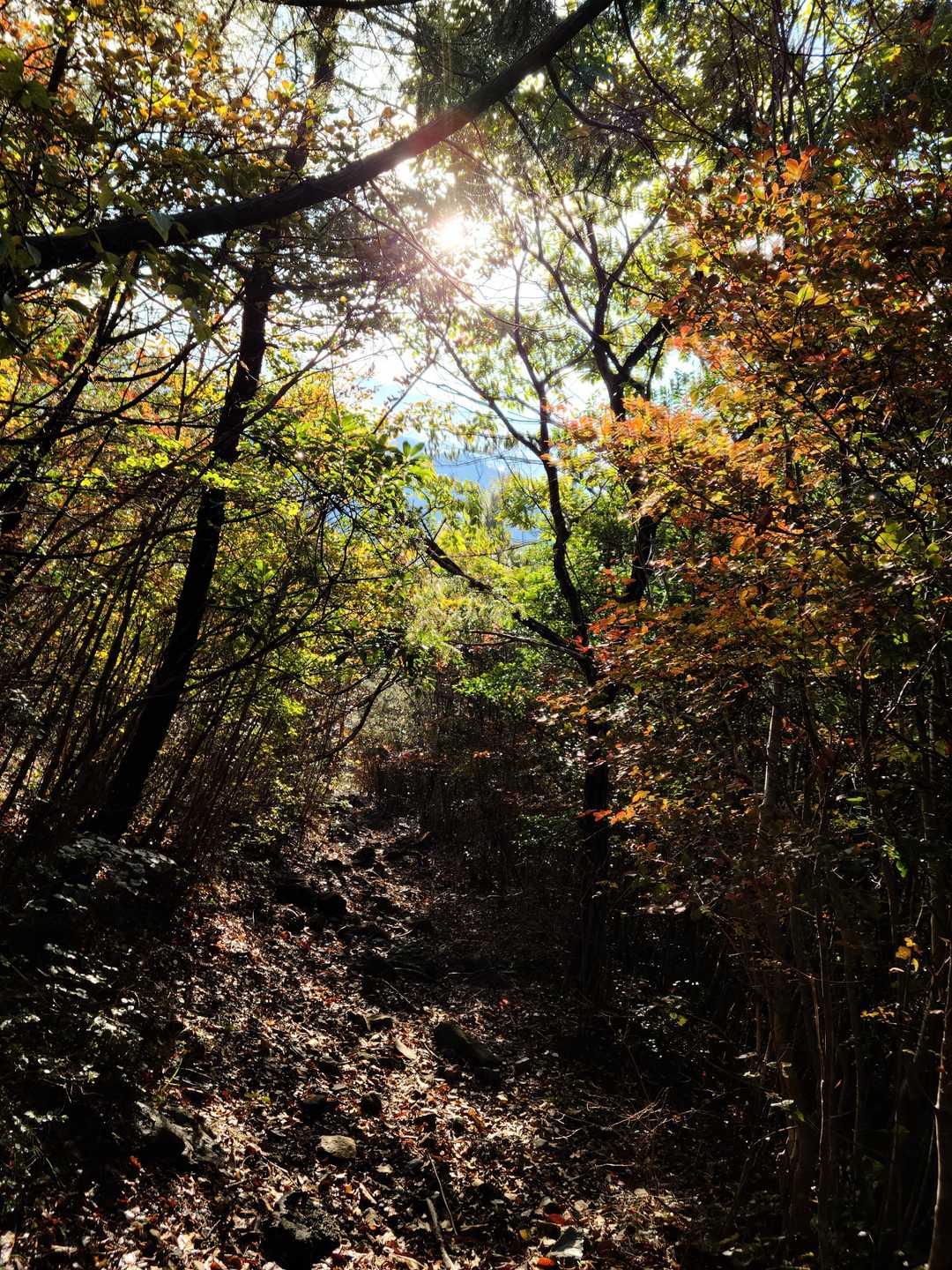 紅葉🍁そろそろ来ました