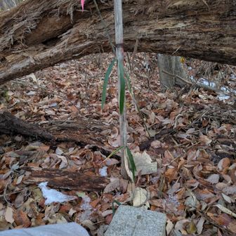 この堀沢山までいくつもピークがあって長く感じた
この後、なだらかな同心円状で分かりづらく東から西へ回って見つけたピンテも、途中で見失ったけど、GPSで道が近いの分かってたので薮こいで降りました💦