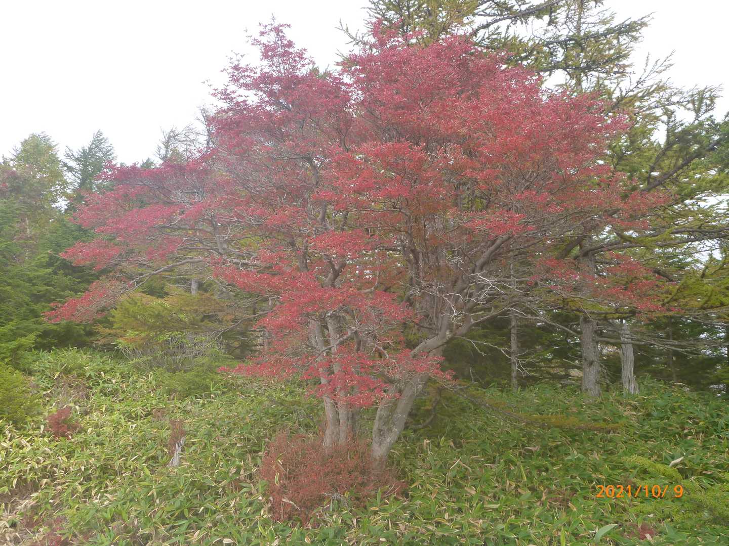 紅葉🍁も😁