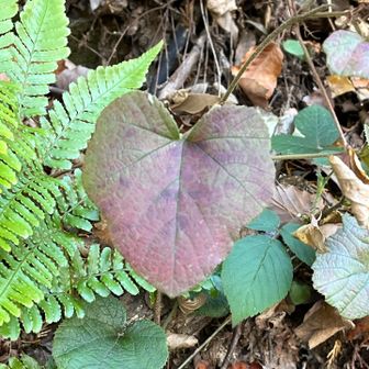 ⑥❤️‍🩹
6座目 愛宕山 400m
登頂していませんがピークᵍᵋᐪ( ᐛ )و