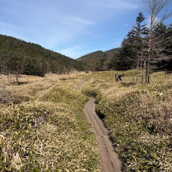 雨池峠まで降りて、笹っ原をロープウェイ山頂駅に向かって歩く