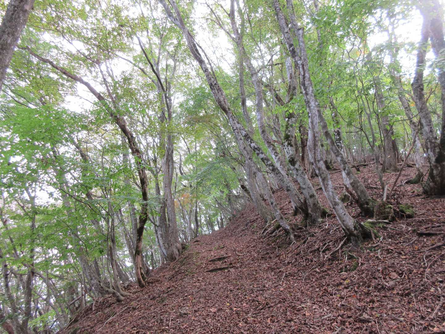 山頂に近づくと雰囲気変わります