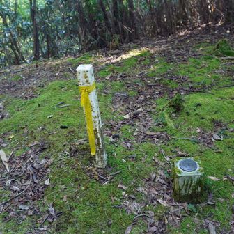 東山 山頂
この山頂から、四方にピンクテープが貼られいて、プチコースロストしてしまった😅