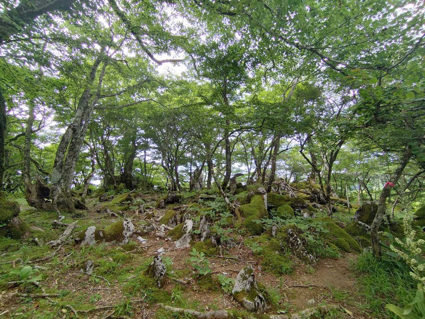 シャクヤク群生地