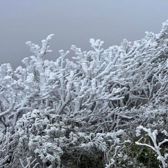サンゴみたいね