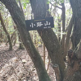 小路山着いたけど、ここがピーク？...🤔
というようなピーク