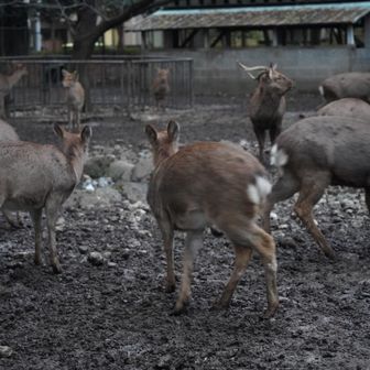 鹿撮ったら全員向こう向いた🥺
こんなに歩いたのに500mlも飲んでない😟もっと水分取ろう..

楽しかったー！