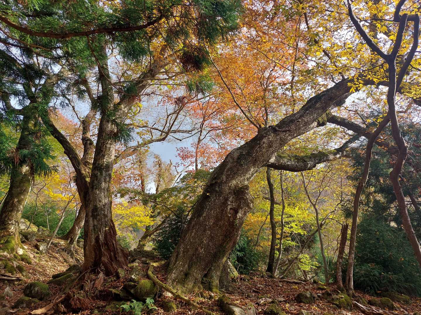 甲津畑登山口-杉峠-杉峠ノ頭-イブネ-クラシ 往復コースの写真