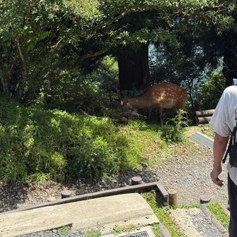 かき氷を堪能しているとそのあたりにいつもの鹿が
角がだいぶでかい

そんな大山でした
