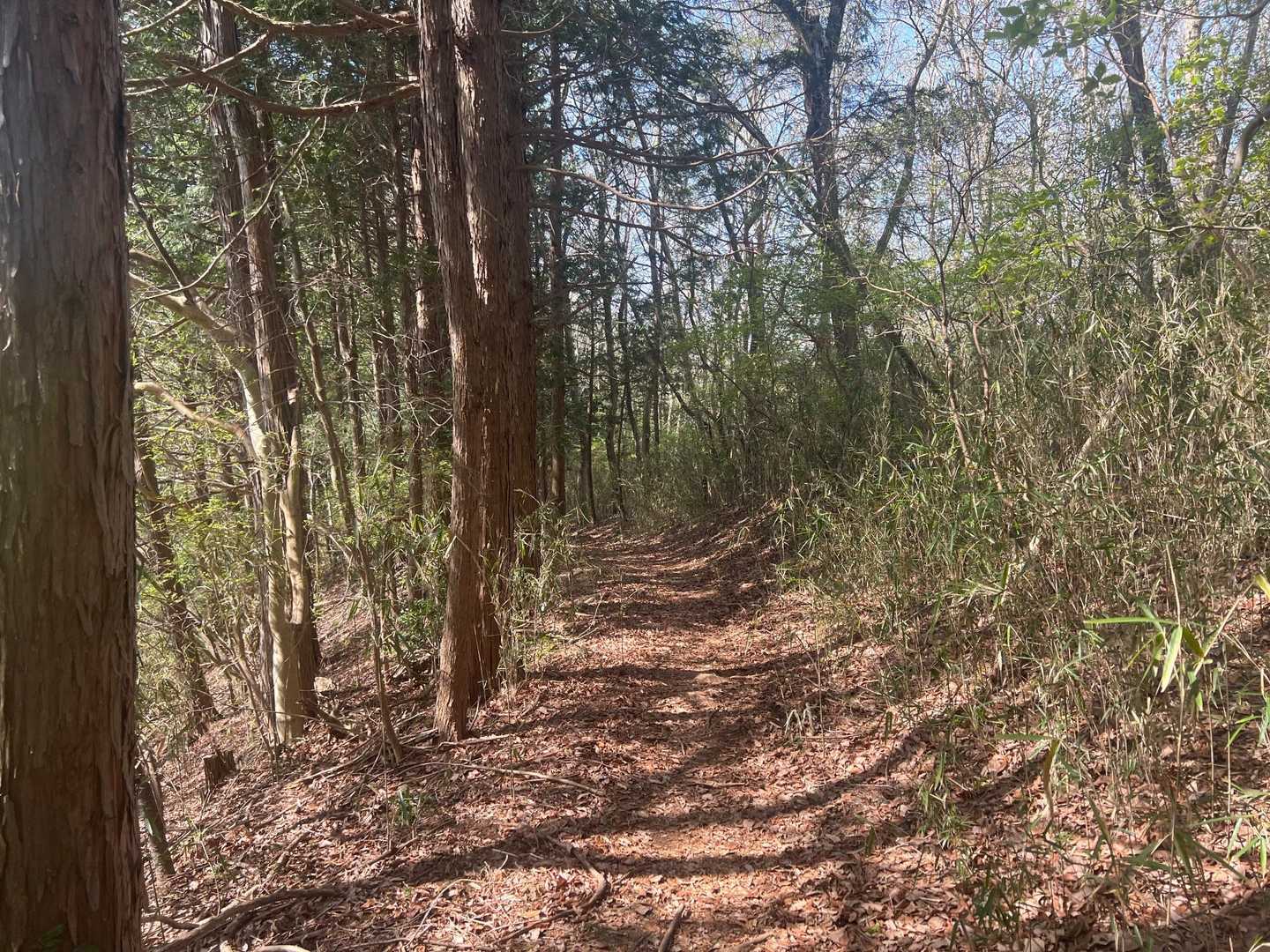 歩きやすい道が続きます
ずっと1人で考え事をしながら歩く
なんで登山なんて苦しいことを趣味にしているのかを考えて馬鹿らしくなる😫