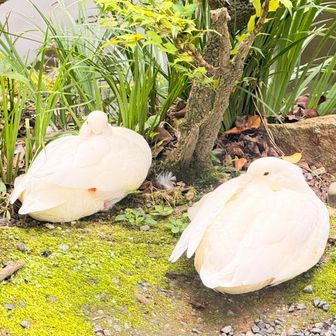 アヒルが仲良く寝てました