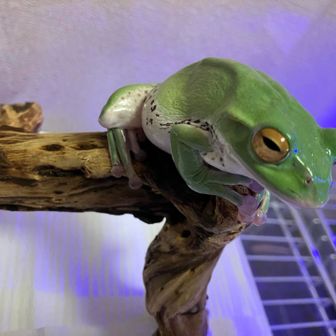 モリアオガエル