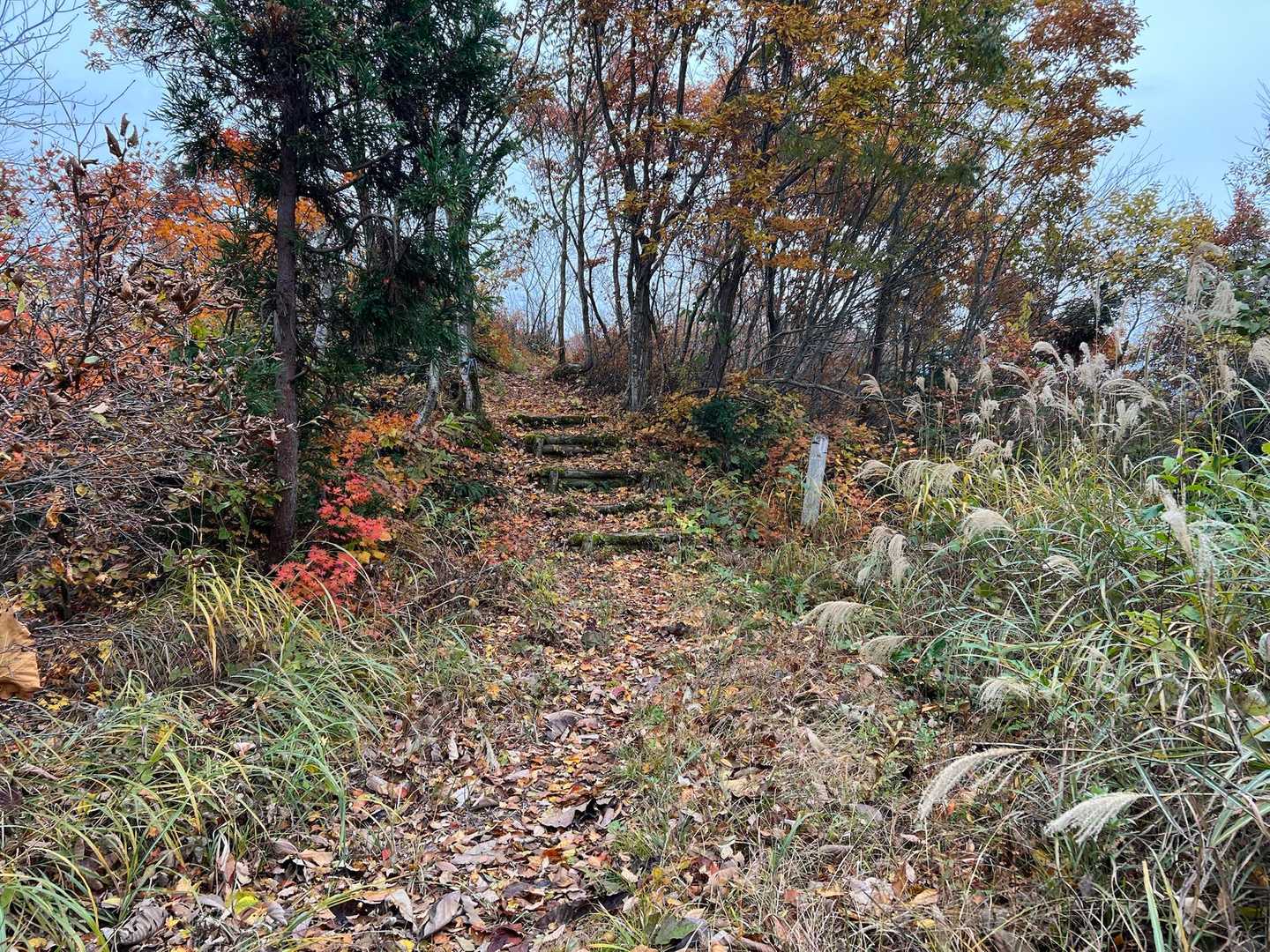 愛宕山-笹野山 往復コースの写真