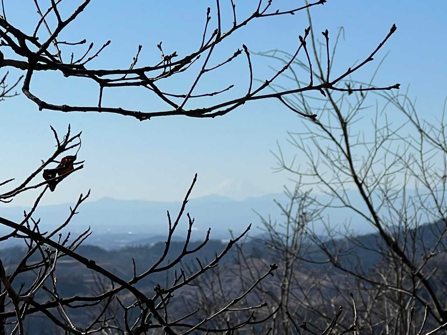 山頂の木々の隙間から富士山🗻