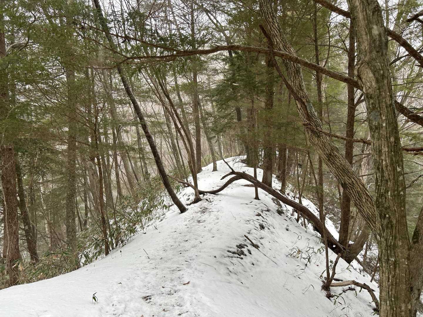高嶺山登山道入口-長者峰 往復コースの写真
